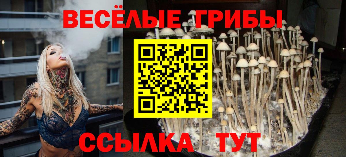 Псилоцибиновые грибы прущие грибы  Наро-Фоминск  купить наркотики цена  Псилоцибиновые грибы Cubensis 